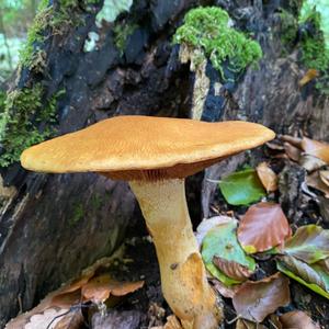 Unknown Species
