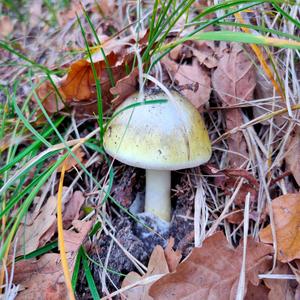 Death Cap