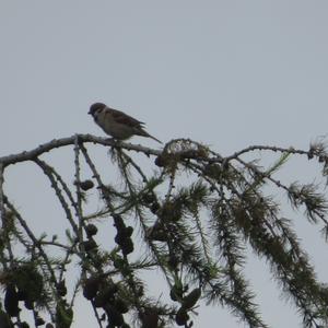 Eurasian Tree Sparrow