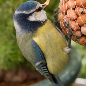 Blue Tit