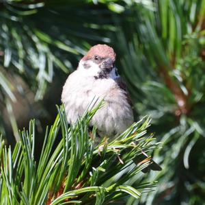 Eurasian Tree Sparrow