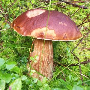 King Bolete