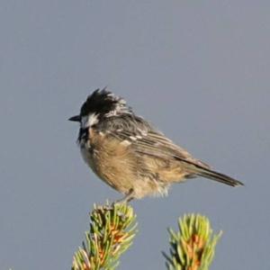 Coal Tit