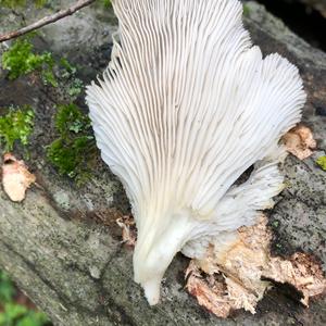 Oyster Mushroom