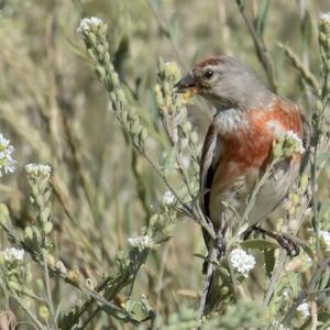 Eurasian Linnet