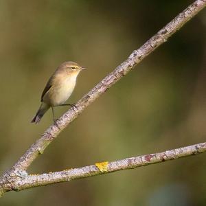 Willow Warbler