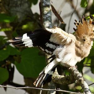 Eurasian Hoopoe