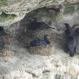 Cape Cormorant