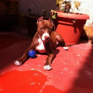 American Pit Bull Terrier