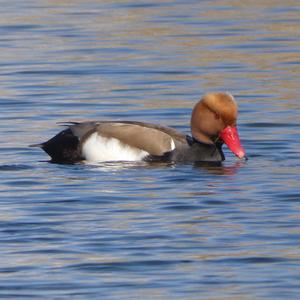 Red-crested Pochard