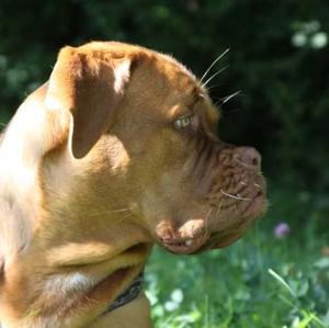 Dogue de Bordeaux