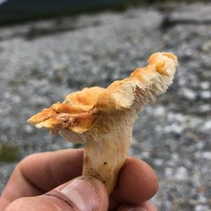 Hedgehog Fungus, Common