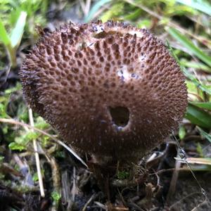 Brown Puffball