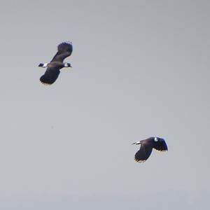 Northern Lapwing