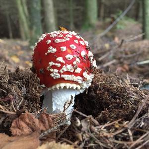 Fly Agaric