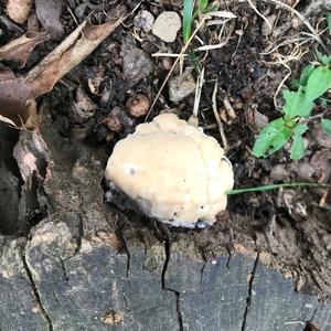 Orange Rough-cap Tooth