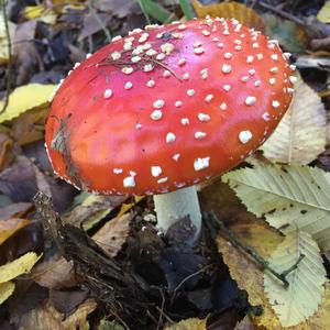 Fly Agaric