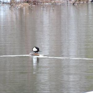 Hooded Merganser