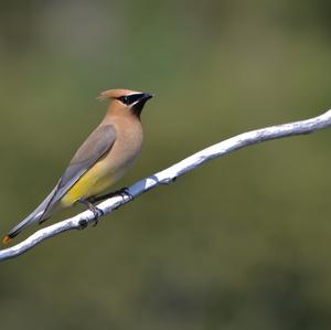 Cedar Waxwing