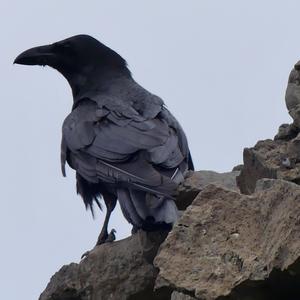 Common Raven