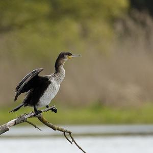 Great Cormorant