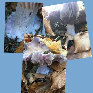 Wood Blewit