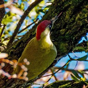 Eurasian Green Woodpecker