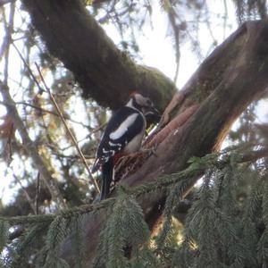 Great Spotted Woodpecker