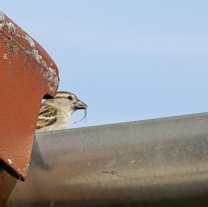 House Sparrow