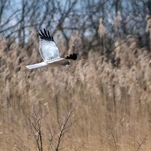 Northern Harrier