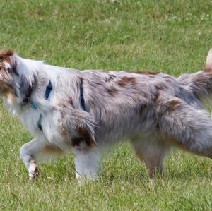 Australian Shepherd