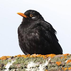 Eurasian Blackbird