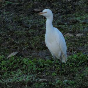 Cattle Egret