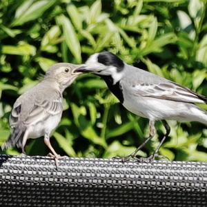 White Wagtail