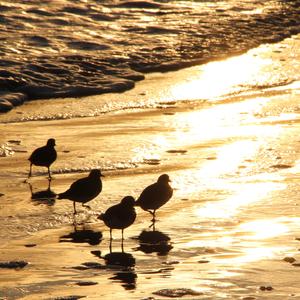 Ruddy Turnstone