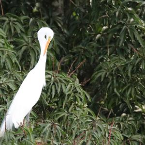 Great Egret