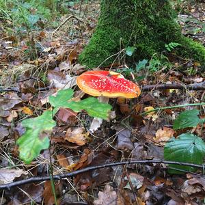 Fly Agaric