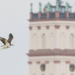 Osprey