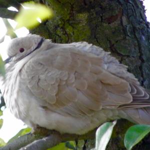 Eurasian Collared-dove