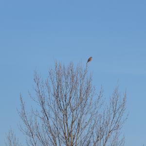 Common Kestrel