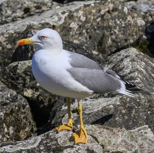 Yellow-legged Gull