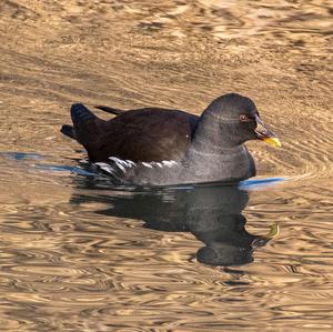 Common Moorhen