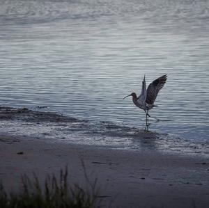 Eurasian Curlew