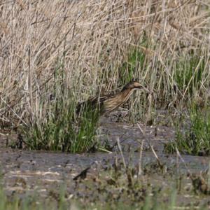 Great Bittern