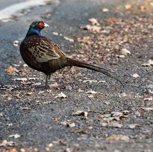 Common Pheasant