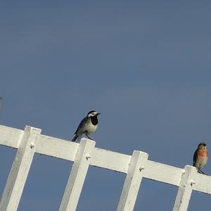 Eurasian Linnet