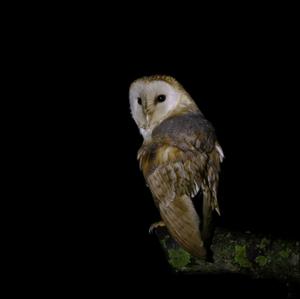 Barn Owl