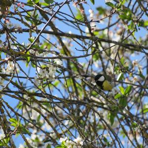 Great Tit