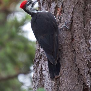 Pileated Woodpecker