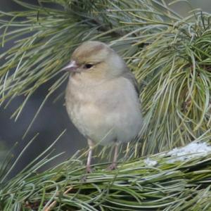 Eurasian Chaffinch